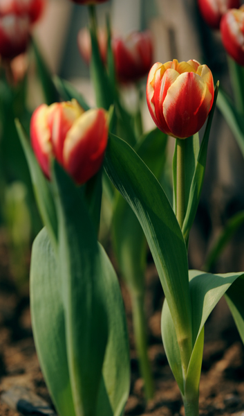 dsc_5032a.jpg