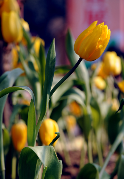 dsc_5033a.jpg