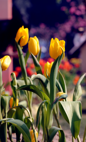 dsc_5034a.jpg