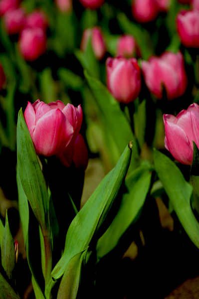 dsc_5040a.jpg