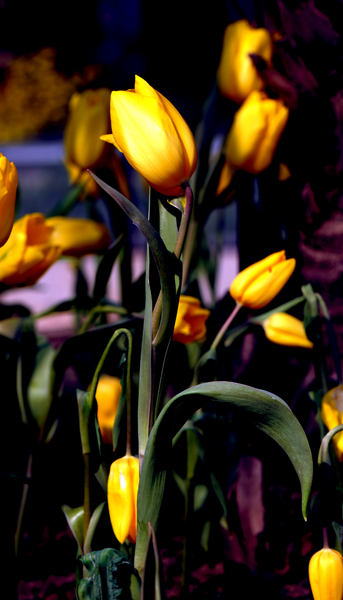 dsc_5039a.jpg