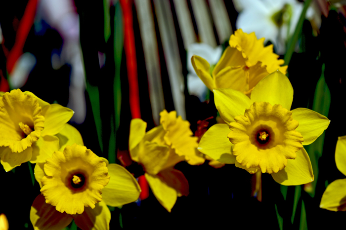 dsc_5041a.jpg