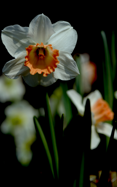 dsc_5043a.jpg