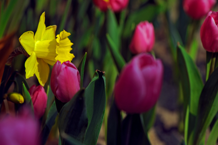 dsc_5042a.jpg