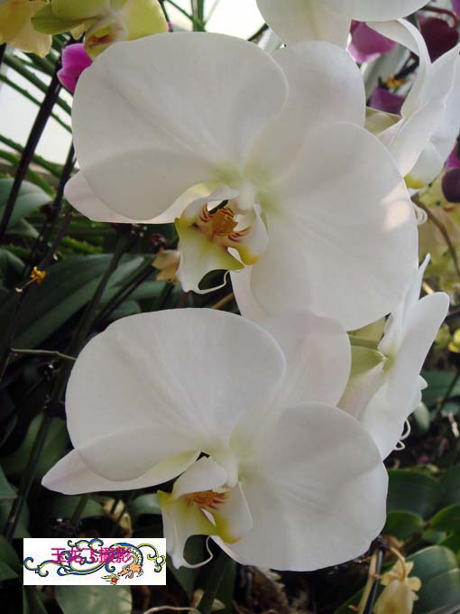 dsc01901.jpg