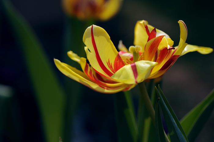 dsc_5051a.jpg