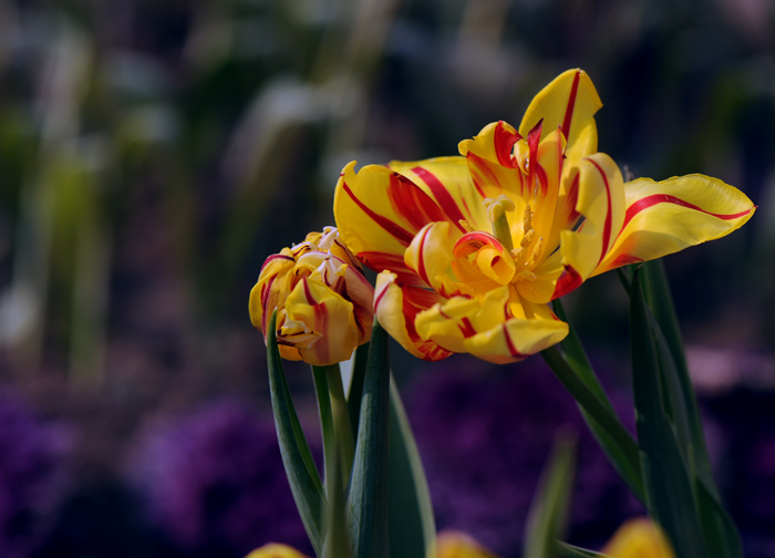 dsc_5052a.jpg