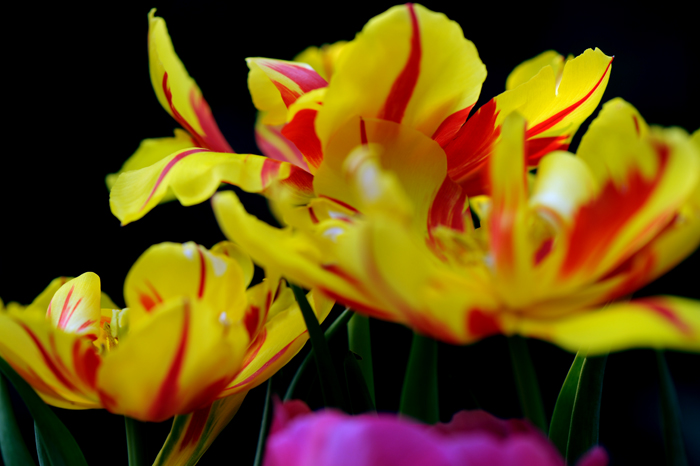 dsc_5173a.jpg
