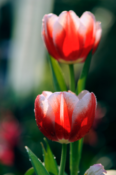dsc_5181a.jpg