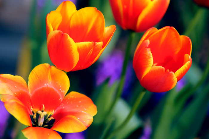 dsc_5183a.jpg