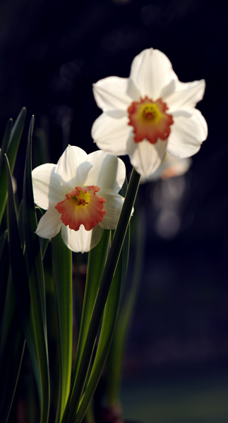 dsc_5187a.jpg