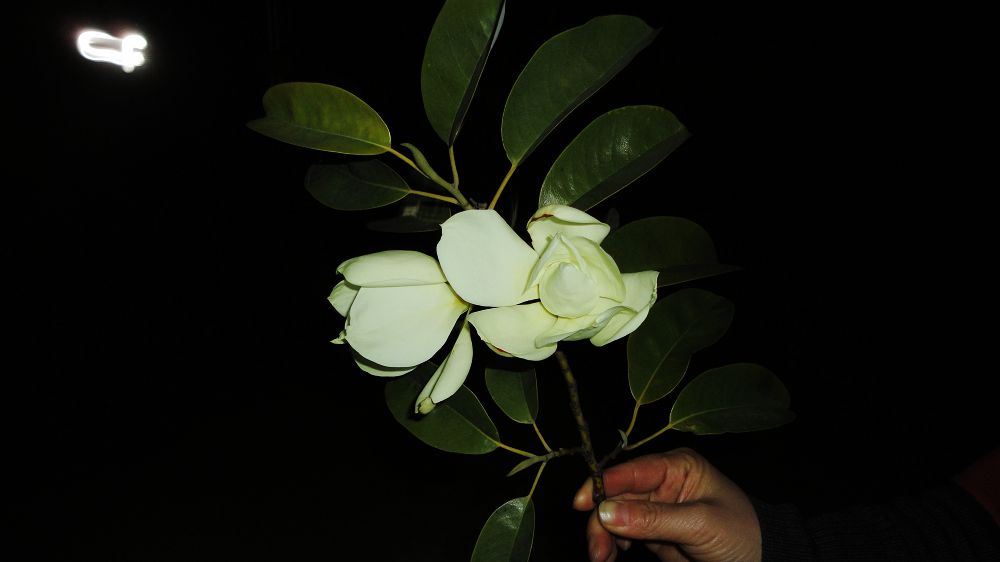 neo_img_dsc02009.jpg