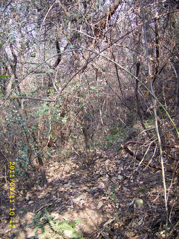 ssa40012.jpg