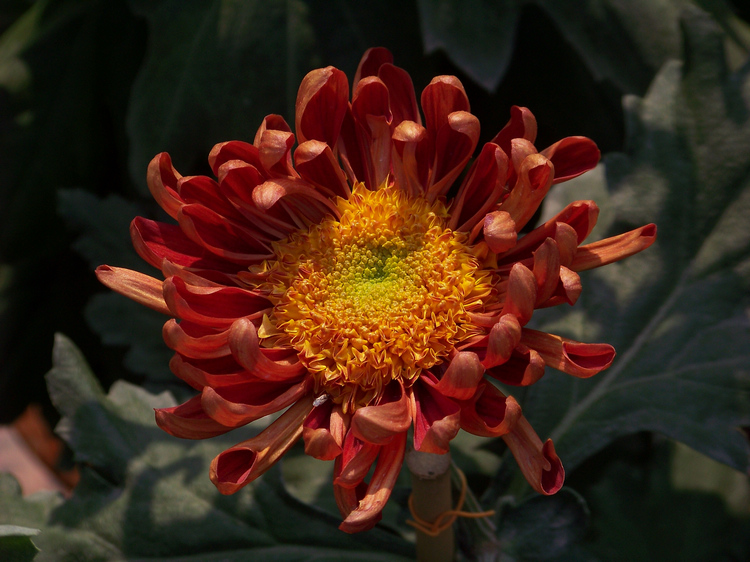 20101031̨aջ (51).jpg
