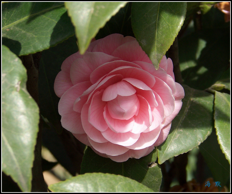 20110317pӣ԰ (17)軨x.jpg