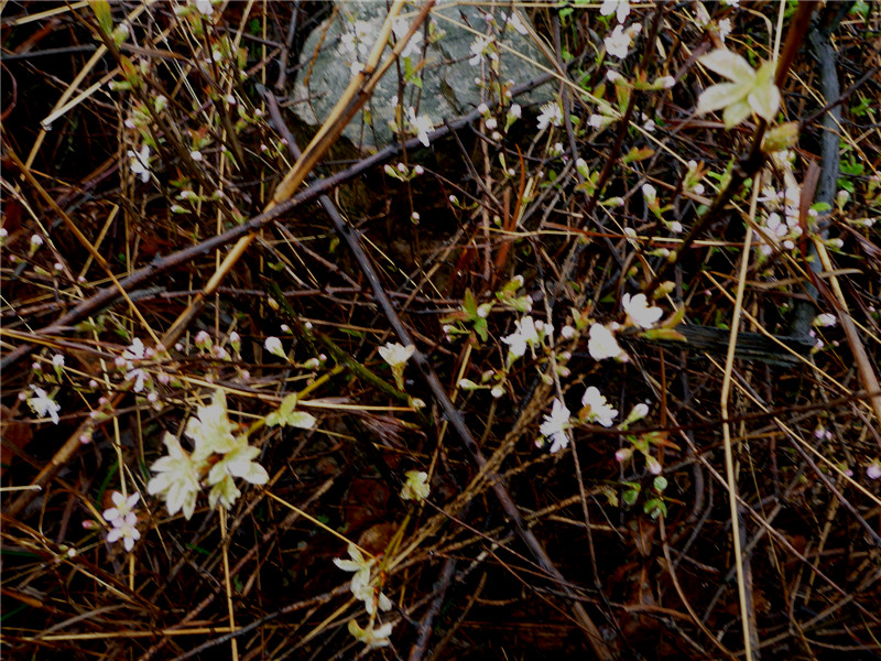 p1050061_.jpg