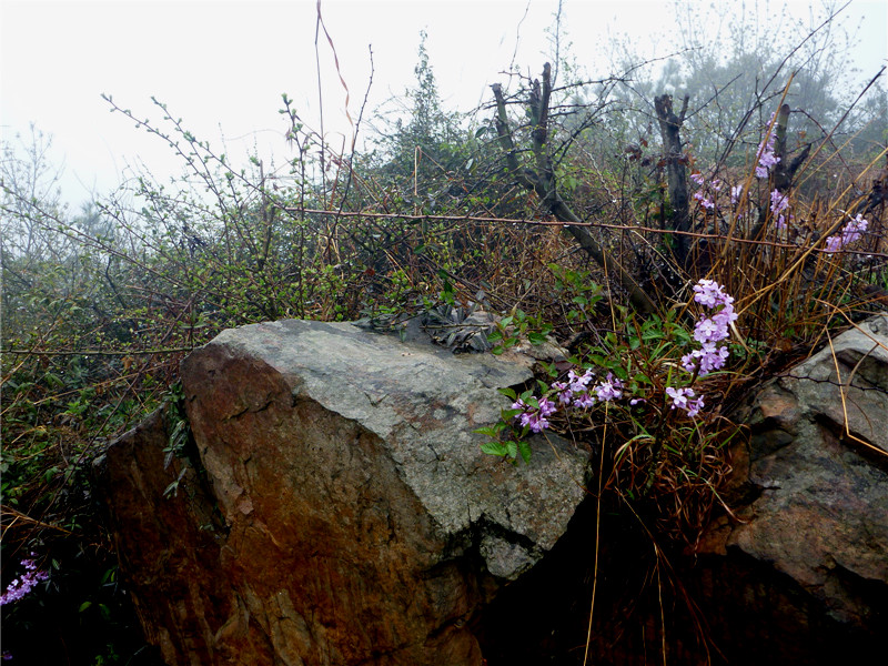 p1050067_.jpg
