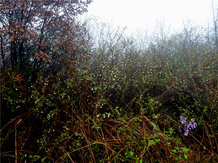 p1050066_.jpg
