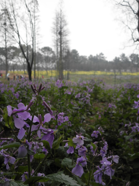 p3190174.jpg