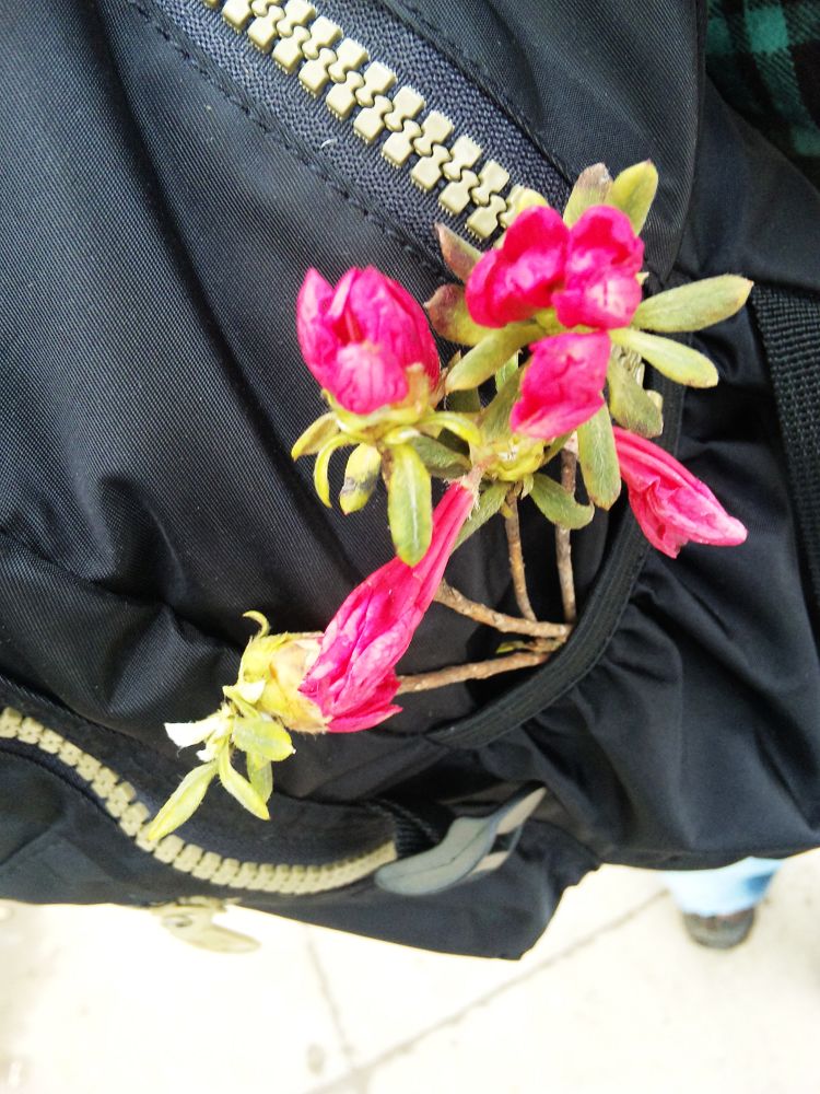 neo_img_dvc00091.jpg