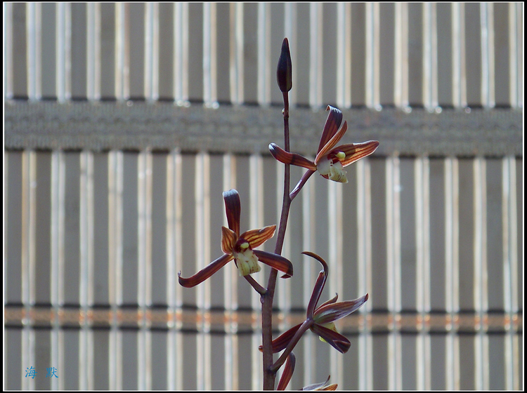 20110327d人԰ (14)x.jpg
