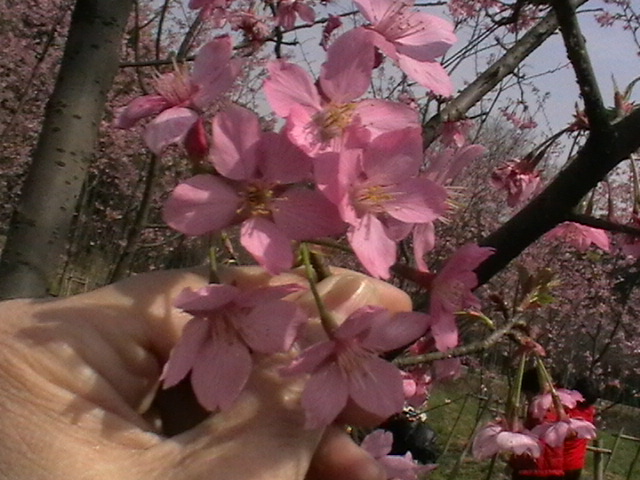 imga0718.jpg