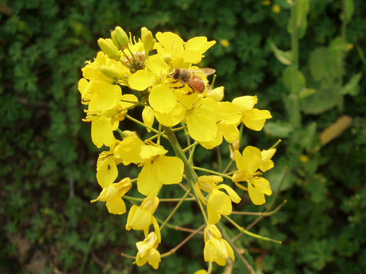 p1012500.jpg