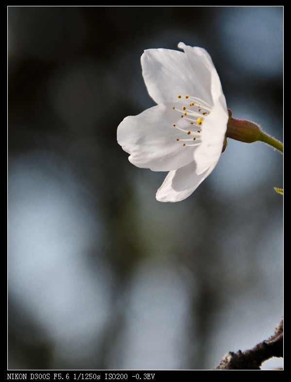 dsc_2129.jpg