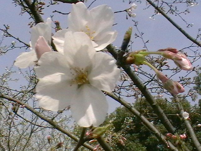 imga0781.jpg