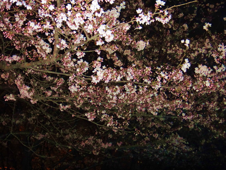 dsc05751.jpg