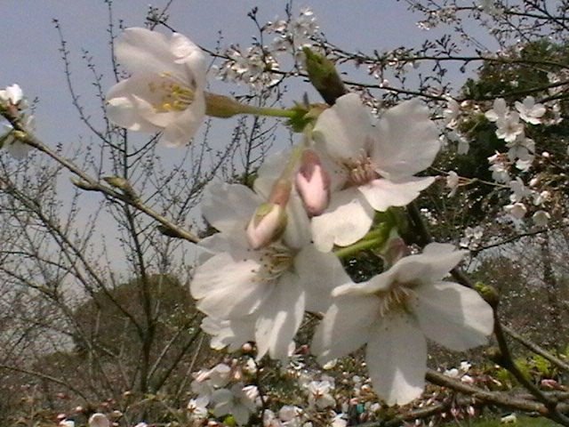 imga0784.jpg
