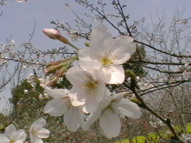 imga0783.jpg