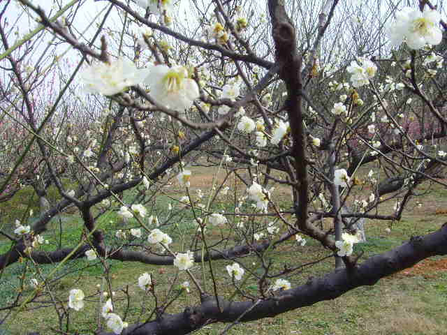 snv30210.jpg