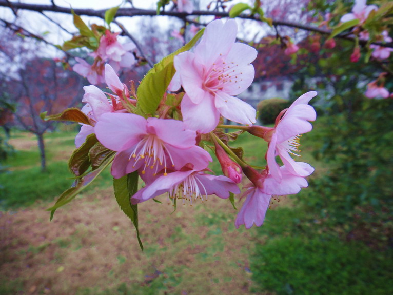 dsc04291.jpg
