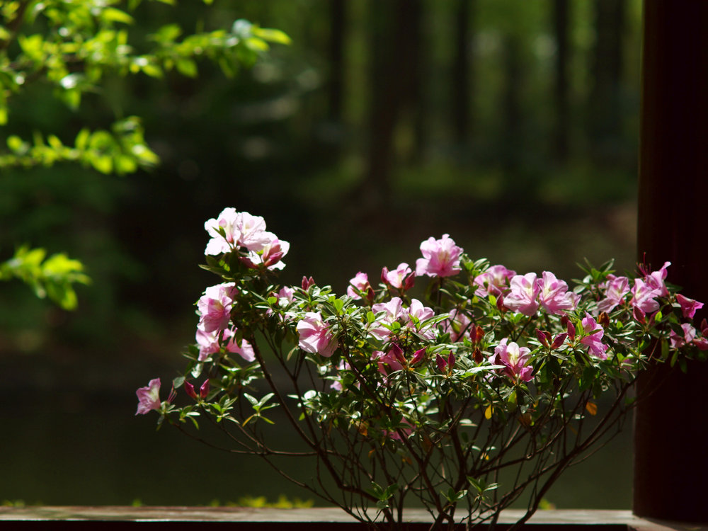 imgp0811.jpg