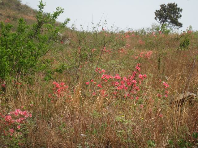 С Ƭ 135.jpg