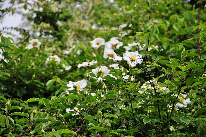 dsc_0205.jpg
