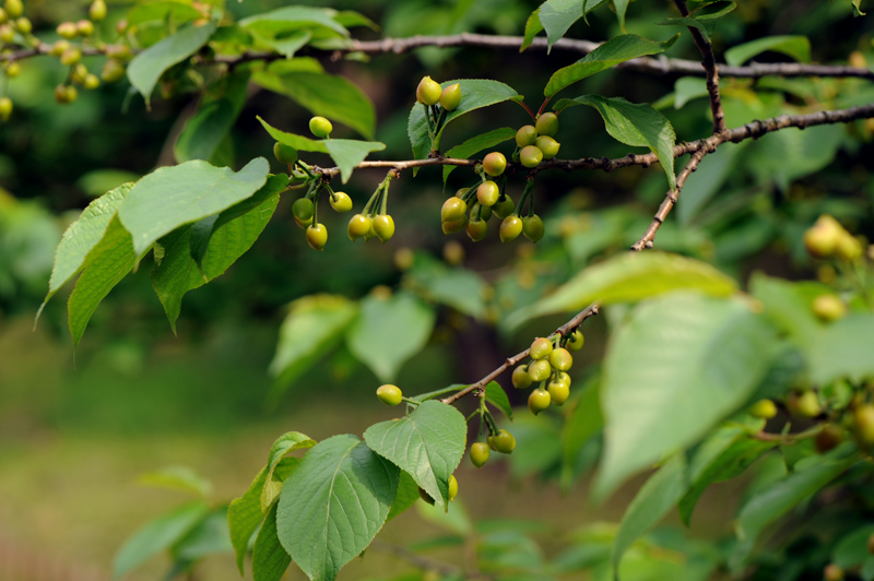 dsc_5905a.jpg