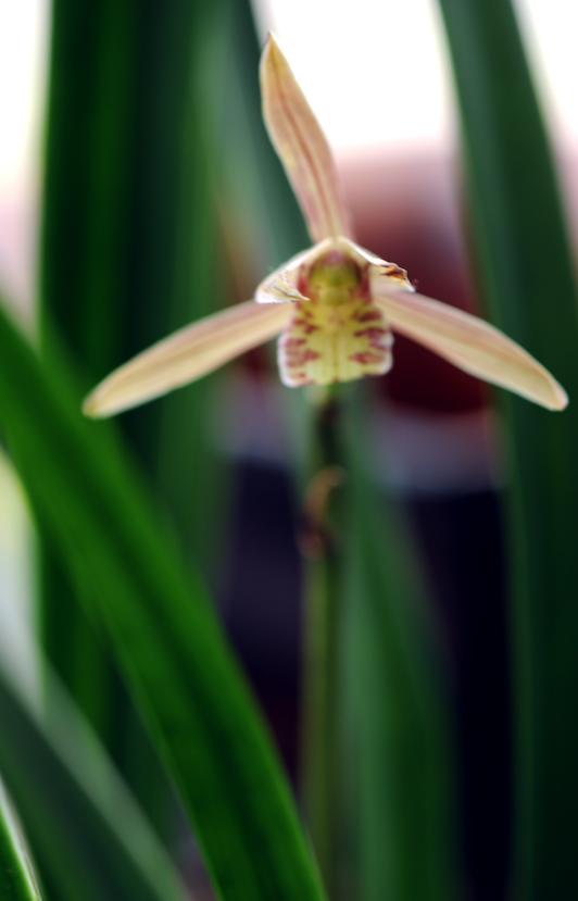 dsc_5918a.jpg