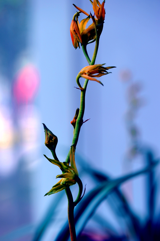 dsc_5920a.jpg