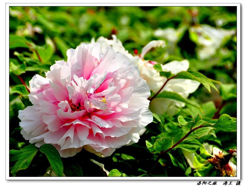 neo_img_dsc_031900.jpg
