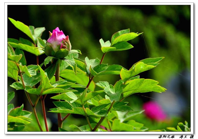 neo_img_dsc_034700.jpg