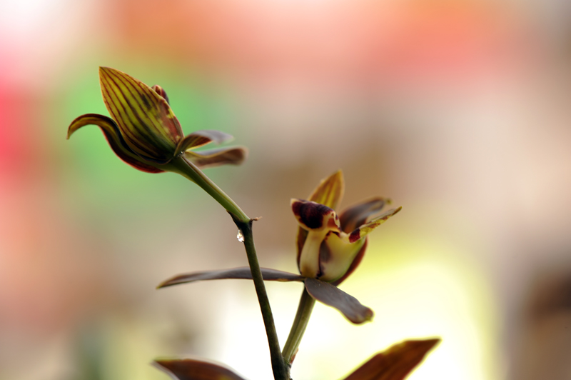 dsc_5930a.jpg