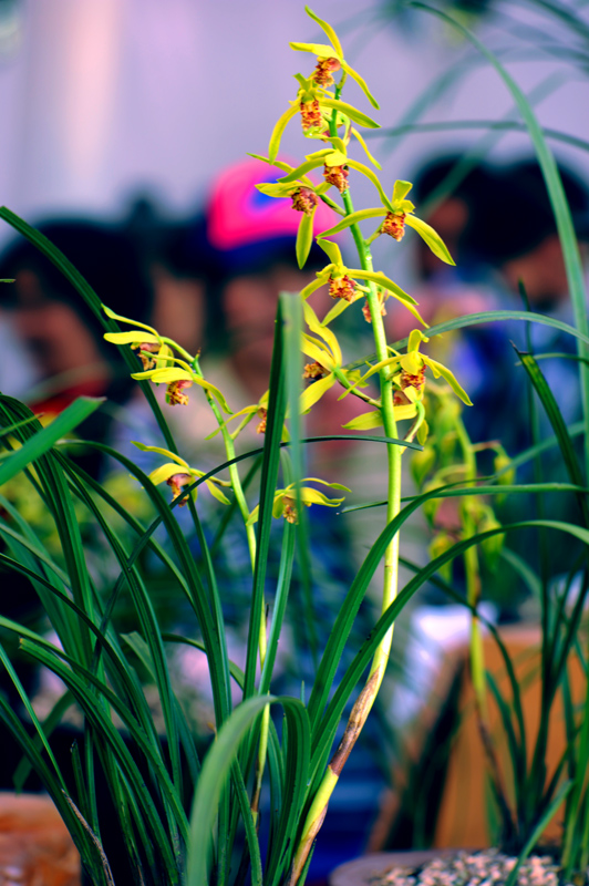 dsc_5953a.jpg