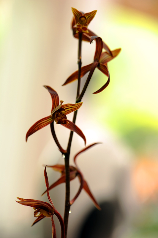 dsc_5966a.jpg