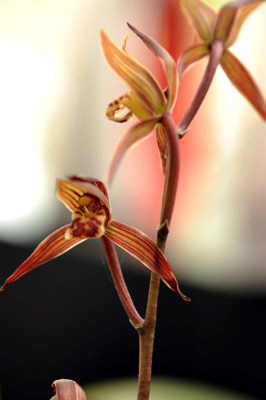 dsc_5971a.jpg