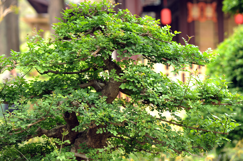 dsc_5993a.jpg