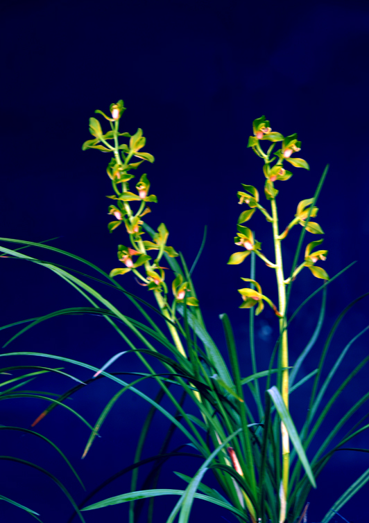 dsc_5997a.jpg