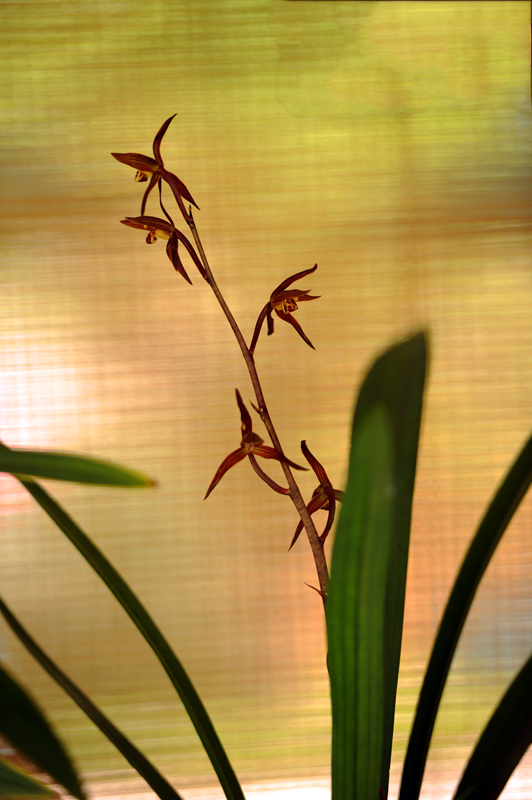 dsc_6016a.jpg