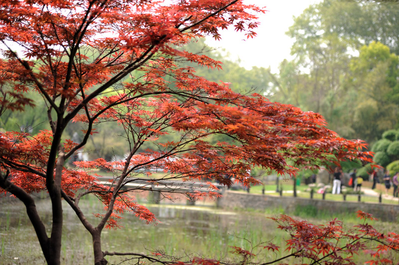 dsc_6022a1.jpg